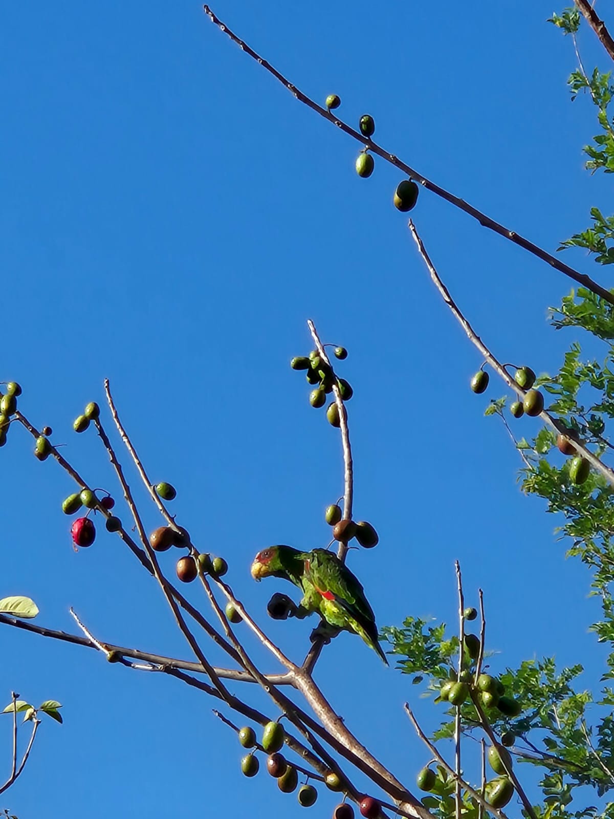 Pericos