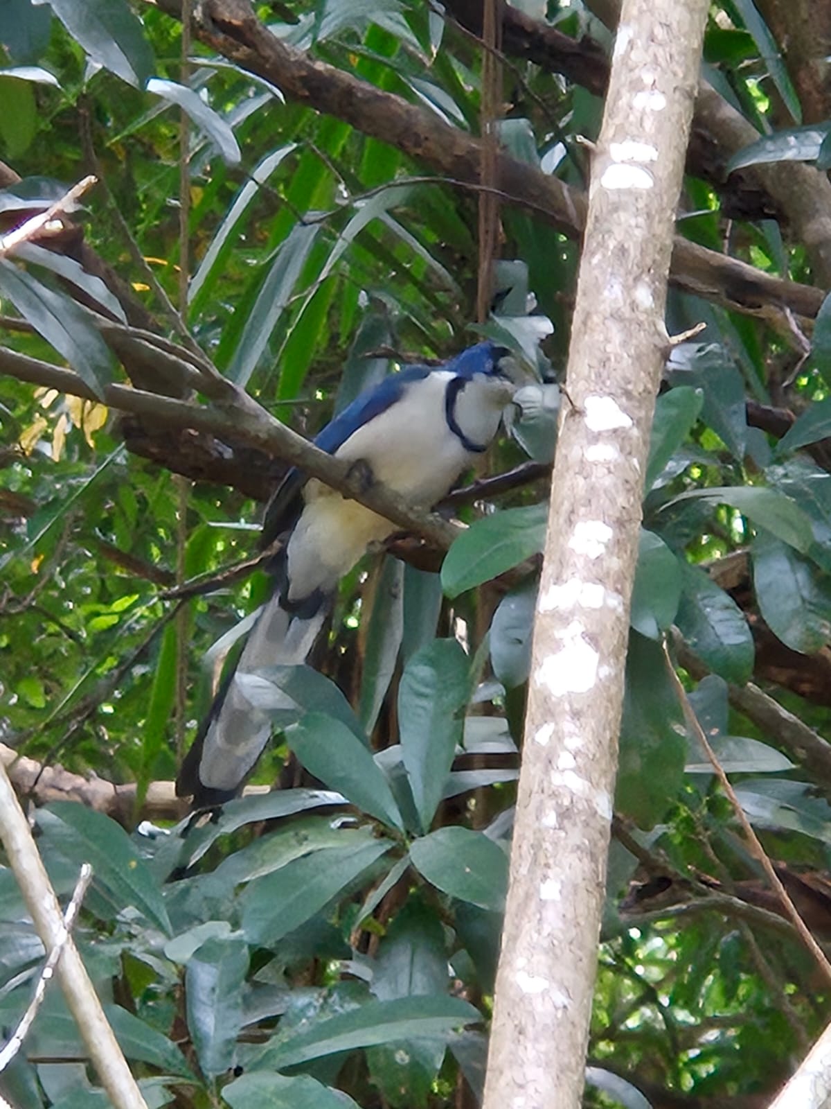 Urraca Copetona
